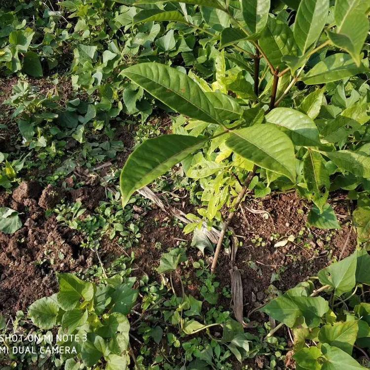 正宗吳茱萸苗 吳茱萸苗價格 栽種吳茱萸苗 江西新干吳茱萸苗