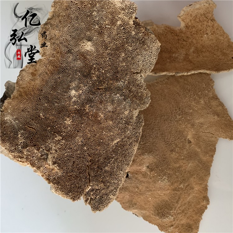 中藥材白耙齒菌價(jià)格 天然白耙齒孔菌產(chǎn)地 正品白耙靈芝市場(chǎng)價(jià)格