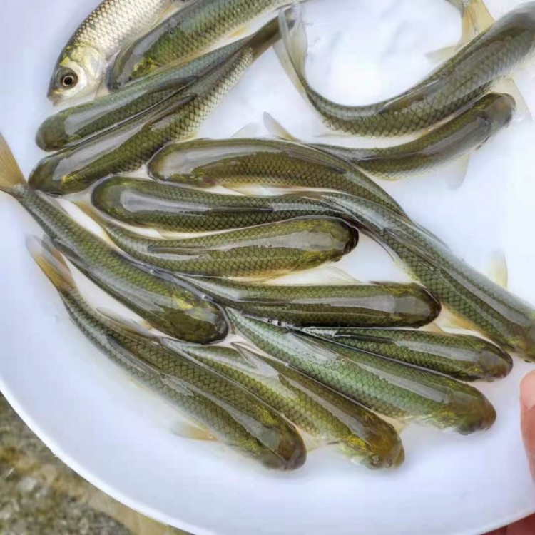 草魚苗 鯇魚苗 長江草魚苗 長江鯇魚苗