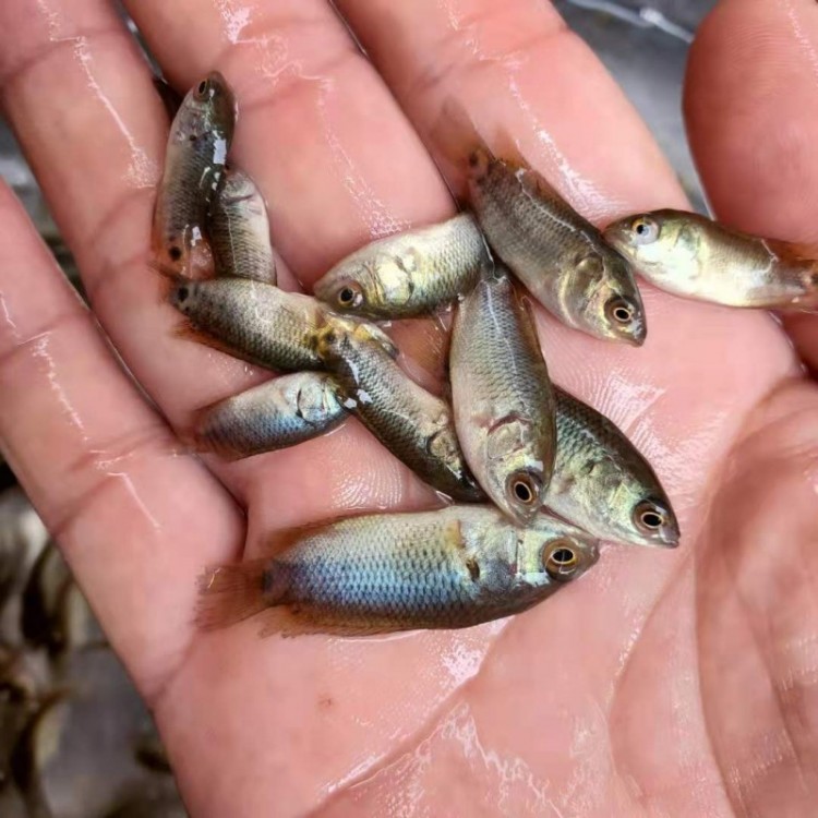 攀鱸魚苗 過山鯽魚苗 鐵甲魚苗  海南婆魚苗